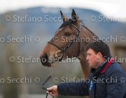 Zingaro Tosc Tour2013- S5 1602 : Arezzo, Cavalli d'Italia, Toscana Tour 2013, Zingaro, foto di Stefano Secchi ©